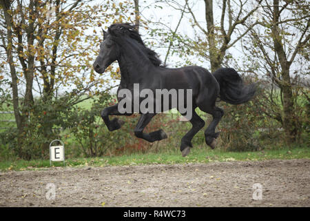 Étalon frison parfaite exécution sur le sable en automne Banque D'Images