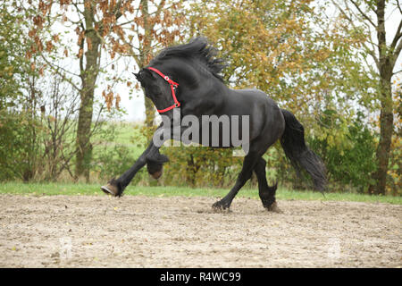 Étalon frison noir tournant sur le sable en automne Banque D'Images
