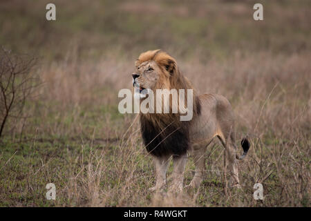 Un grand mâle lion son territoire d'arpentage dans le Parc National de Serengeti, Tanzanie Banque D'Images