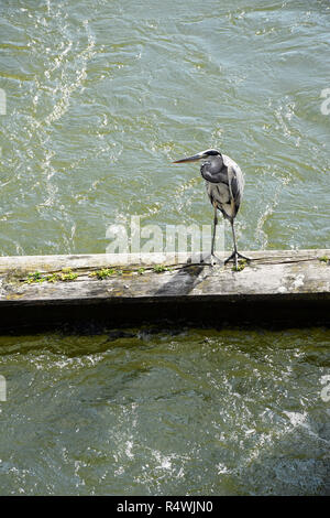 Comité permanent d'oiseaux sur une barrière en bois dans un canal - Lemmer, Hollande, Pays-Bas Banque D'Images