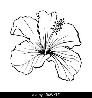 Hawaiian Hibiscus Vector découpées au laser. Les grandes lignes de parfum fleur. Chenese mauve rose. Flore noir et blanc. Botanique plante isolée de pétales. Scieries de Karkade ou tisane bissap, Crimson Blossom Illustration de Vecteur