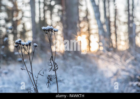 Plantes gelées au coucher du soleil dans un paysage hivernal. Banque D'Images