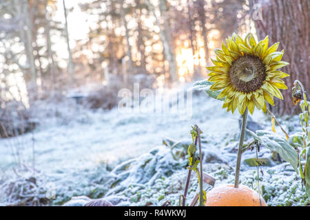 Un tournesol congelé dans un jardin d'hiver au coucher du soleil. Banque D'Images