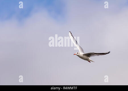 Belle mouette vole haut dans le ciel partiellement nuageux Banque D'Images