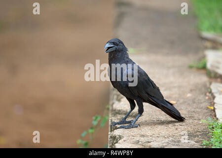 Gros-bec-de-Corbeau (Corvus macrorhynchos) Banque D'Images