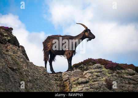 Lundy, de chèvre Capra aegagrus hircus, debout sur des rochers sur Lundy Island, Devon, Angleterre Royaume-uni en Août Banque D'Images