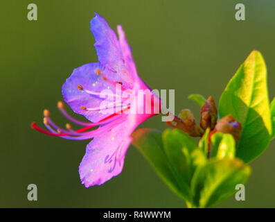 Coréen en fleurs, connu aussi sous le nom de rhododendron RHODODENDRON Rhododendron coréen fleurs - mucronulatum - dans la saison du printemps dans un jardin botanique Banque D'Images