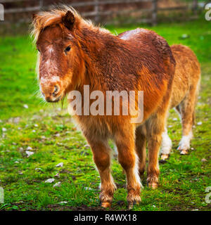 Deux petits poneys dans un champ en bordure de route Banque D'Images