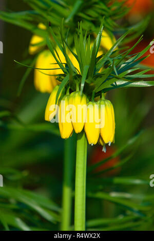 Blooming couronne impériale, également connu sous le nom d'Imperial fritillary ou fleurs de la Couronne du Kaiser - Fritillaria imperialis - dans la saison du printemps dans un jardin botanique Banque D'Images