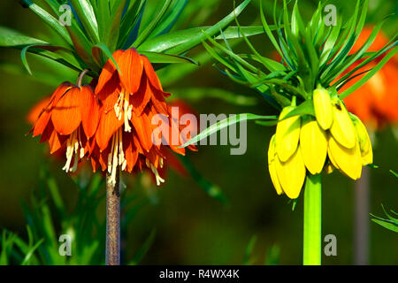 Blooming couronne impériale, également connu sous le nom d'Imperial fritillary ou fleurs de la Couronne du Kaiser - Fritillaria imperialis - dans la saison du printemps dans un jardin botanique Banque D'Images