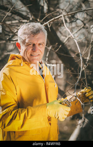 Mature smiling man pruning tree dans le verger avant l'hiver. En regardant la caméra. Banque D'Images