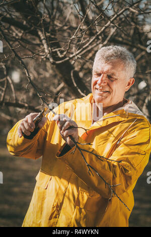 Mature smiling man pruning tree dans le verger avant l'hiver. En regardant la caméra. Banque D'Images