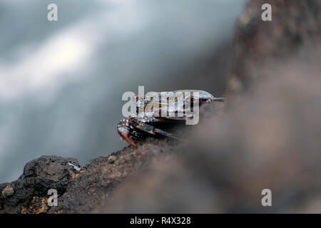 Sally Lightfoot Crab sur Rock à la Fajana, La Palma, Îles Canaries. Banque D'Images