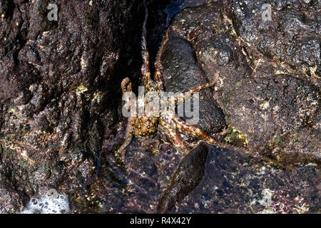 Poulpe commun repéré sur des rochers, au nord-est de La Palma, Îles Canaries. Banque D'Images