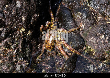 Poulpe commun repéré sur des rochers, au nord-est de La Palma, Îles Canaries. Banque D'Images