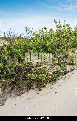 Dunes de sable , Herring Cove Beach, Provincetown, Cape Cod Banque D'Images