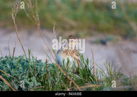 Alouette des champs (Alauda arvensis) est assis dans l'herbe, à la recherche de curiosité. Banque D'Images