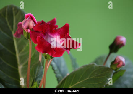 Belles fleurs rouge flyspecked gloxinia près de Banque D'Images