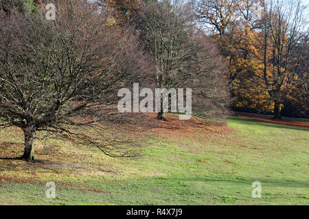 Kenwood House Hampstead Londres Angleterre - le 18 novembre 2018 : couleurs d'automne sur les arbres dans les jardins de Kenwood House Banque D'Images