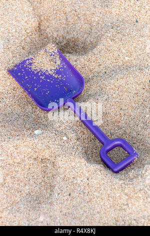 Une vue en gros plan d'un petit chat violet dans la plage de sable d'une belle journée d'été ensoleillée Banque D'Images