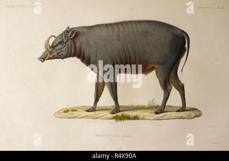 Babiroussa, homme. Un sanglier ou porc. Voyage de dÃ©couvertes de la corvette l'Astrolabe, etc. Zoologie. Mammiffres. Paris, 1833. Source : 762.g.14, la plaque 22. Langue : Français. Auteur : Dumont d'Urville, Jules SÃ©bastien CÃ©sar. Banque D'Images