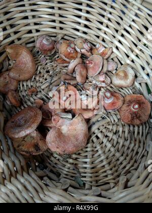 Certains champignons pac lait safran (lactarius deliciosus), Lactarius sanguifluus très similaire à et Lactarius deterrimus, dans un panier en osier Banque D'Images