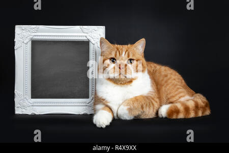 Jeune mignon red tabby avec blanc chat chaton British Shorthair portant côté à côté de photo frame rempli de tableau, à la lentille à droite Banque D'Images