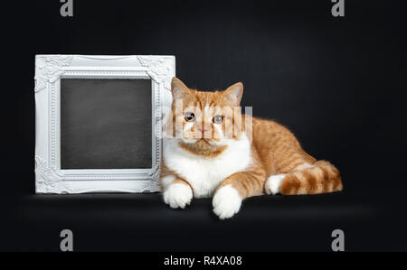 Jeune mignon red tabby avec blanc chat chaton British Shorthair portant côté à côté de photo frame rempli de tableau, à la lentille à droite Banque D'Images