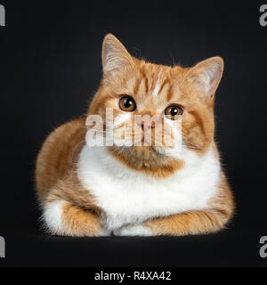 Jeune mignon red tabby avec blanc chat chaton British Shorthair pose avec les pattes repliées sous le corps, looking at camera avec yeux orange. Banque D'Images