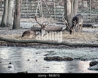 Daims repéré en pièce jointe recherche l'automne les feuilles tombent et cherche la tombée de glands. Le froid matin d'automne. Banque D'Images