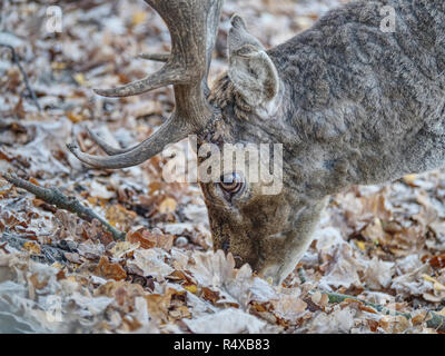 Daims repéré en pièce jointe recherche l'automne les feuilles tombent et cherche la tombée de glands. Le froid matin d'automne. Banque D'Images