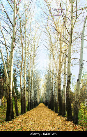 Allée de peupliers dans le parc à l'automne. Paysage. Banque D'Images