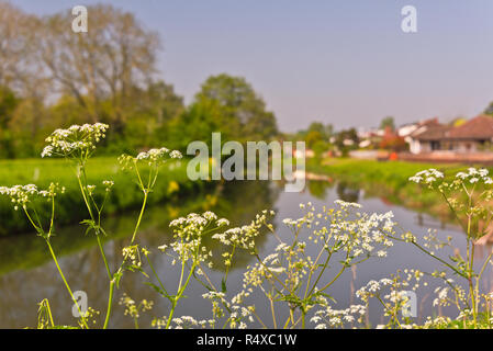 La rivière Tone sur la périphérie de Creech St Michel sur les bords des Somerset Levels sur un jour de printemps ensoleillé et lumineux. Banque D'Images