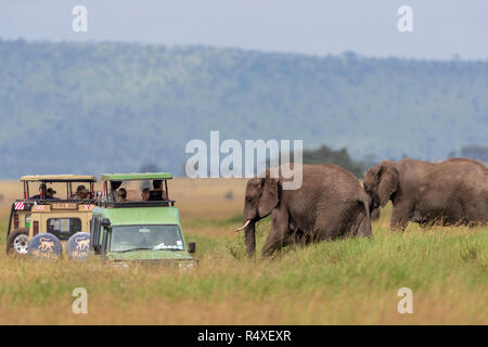 Photographie de la nature avec vue sur deux LoxodontaÂ elephantsÂ africains (africana)Â près de voitures safari, Parc National de Serengeti, Tanzanie, dans la région de Mara Banque D'Images