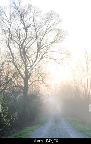 Matin d'hiver brumeux sur le chemin forestier Banque D'Images