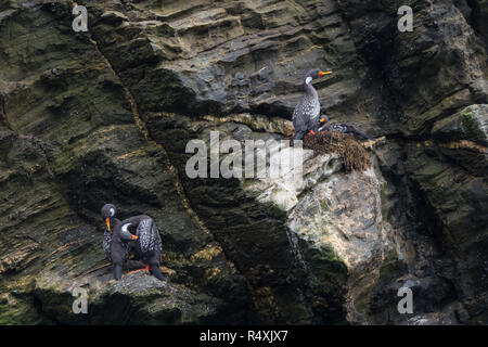 Des couples de Lille cormorant dans une falaise, manchot de Humboldt dans le Parc National de Punta de Choros, au Chili. La Serena Banque D'Images