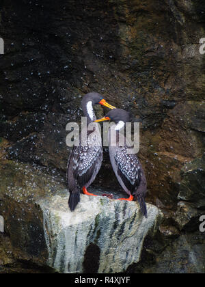 Des couples de Lille cormorant dans une falaise, manchot de Humboldt dans le Parc National de Punta de Choros, au Chili. La Serena Banque D'Images