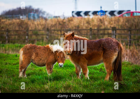 Deux petits poneys dans un champ en bordure de route Banque D'Images