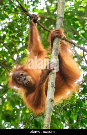 Orang-outan de Sumatra - Pongo abelii, primate hominidé de forêts de Sumatra, en Indonésie. Banque D'Images