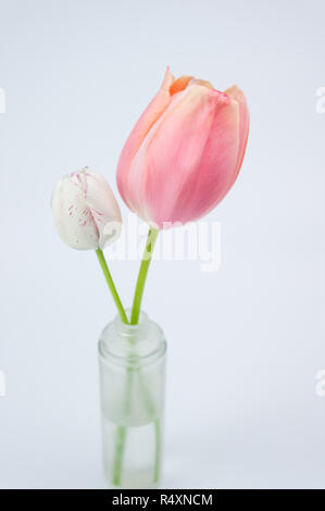 Tulipes blanches et roses en fleurs nature morte - thème floral printemps toile Banque D'Images