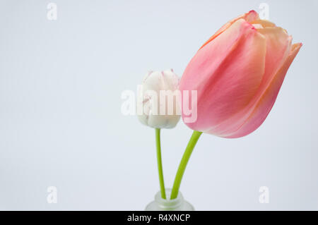 Tulipes blanches et roses en fleurs nature morte - thème floral printemps toile Banque D'Images