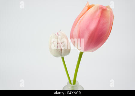 Tulipes blanches et roses en fleurs nature morte - thème floral printemps toile Banque D'Images