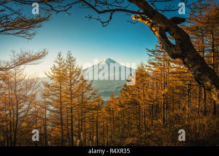 Mt. Fuji avec automne pins au lever du soleil à Fujikawaguchiko, au Japon. Banque D'Images