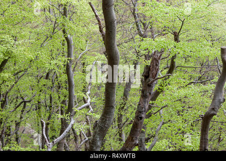 Sombre forêt verte - Mons Klint au Danemark Banque D'Images