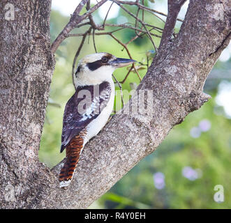 Une femelle Blue Winged Kookaburra (Dacelo Hedychrum) assis dans un Gum Tree Banque D'Images