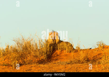 Lion (Panthera leo) dans les dunes du parc de Kgalagadi Transfontier, Afrique du Sud Banque D'Images