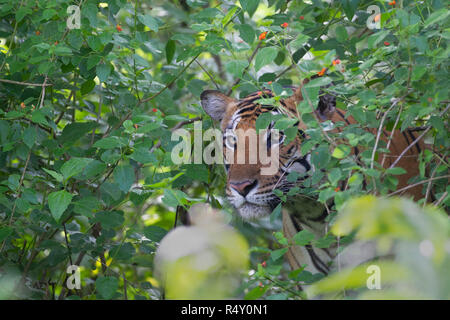 Un tigre mâle scrutant de lantana - Parc National de Nagarhole, Inde Banque D'Images