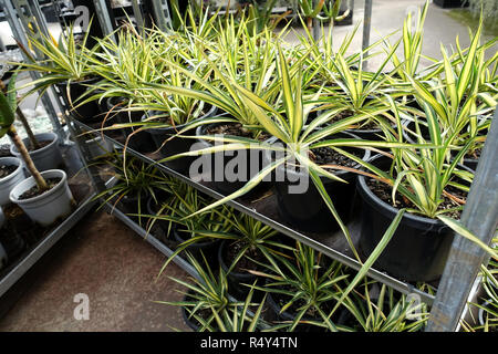 Yucca filamentosa Color Guard ou appelé Adam's Needle plantes sur afficher Banque D'Images