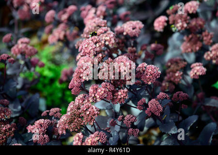 Sedum telephium Hylotelephium telephium,empereur pourpre atropurpureum (Groupe) Purple Emperor, succulentes, vivaces vivaces Floral,RM Banque D'Images