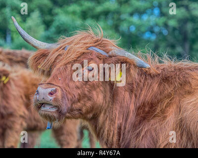 Highland cow on polish pré. Highland cattle (gaélique écossais : Bò Ghàidhealach ; Scots : Heilan coo) sont une Scottishcattle race. Banque D'Images